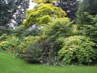 Yellow Bed