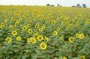 Poitou Charentes