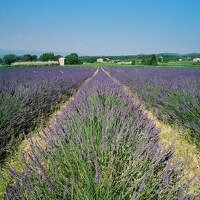 lavender